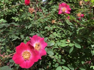 Meyjarós / Hæðarós 'Highdownensis' - Rosa moyesii 'Highdownensis'