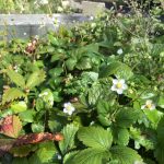 Villijarðarber - Fragaria vesca