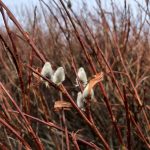 Demantsvíðir 'Kodiak' - Salix pulchra 'Kodiak'