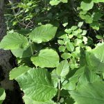 Lambarunni - Viburnum lantana