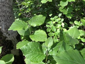 Lambarunni - Viburnum lantana
