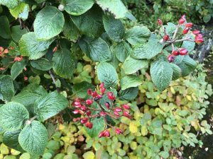 Lambarunni - Viburnum lantana - Image 2