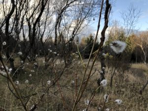 Gljávíðir - Salix pentandra - Image 2