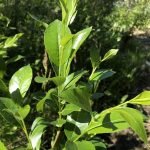 Gljávíðir - Salix pentandra