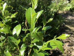 Gljávíðir - Salix pentandra