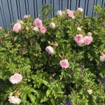 Rós 'Ritausma' - Rosa 'Ritausma'