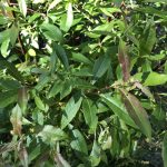 Sviðjuvíðir 'Svartiklettur' - Salix scouleriana 'Svartiklettur'