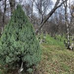 Einir 'Loderi' - Juniperus 'Loderi'