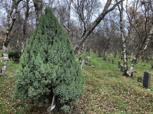 Einir 'Loderi' - Juniperus 'Loderi'