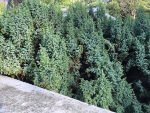 Einir 'Loderi' - Juniperus 'Loderi' - Image 2