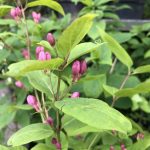 Rauðtoppur 'Rosea' - Lonicera tatarica 'Rosea'