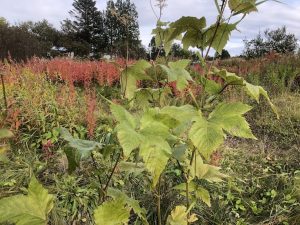 Risamjaðjurt - Filipendula camtschatica - Image 2