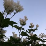 Risamjaðjurt - Filipendula camtschatica