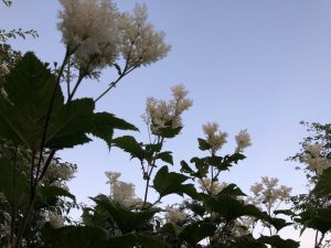 Risamjaðjurt - Filipendula camtschatica
