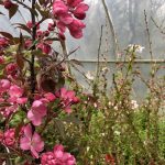 Skrautepli 'Rudolph' - Malus 'Rudolph'