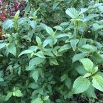 Sveighyrnir 'Flaviramea' - Cornus sericea 'Flaviramea'