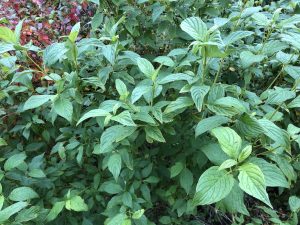 Sveighyrnir 'Flaviramea' - Cornus sericea 'Flaviramea'