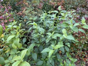 Sveighyrnir 'Flaviramea' - Cornus sericea 'Flaviramea' - Image 2