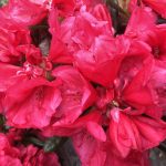 Lyngrós / Tindalyngrós 'Karminkissen' - Rhododendron 'Karminkissen'