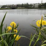 Tjarnaíris - Iris pseudacorus