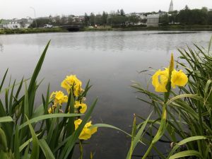 Tjarnaíris - Iris pseudacorus