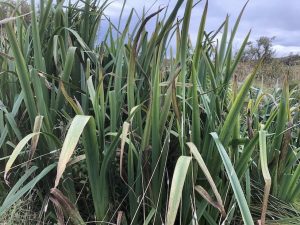 Tjarnaíris - Iris pseudacorus - Image 2