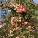 Glæsireynir - Sorbus sp. aff. filipes