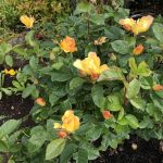 Rós 'Morden Sunrise' - Rosa 'Morden Sunrise'