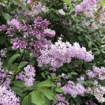 Sýrena 'Hallveig' - Syringa 'Hallveig'