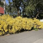 Vorsópur 'Allgold' - Cytisus x praecox 'Allgold'