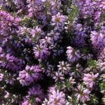 Vorlyng 'Rosalie - Erica carnea 'Rosalie'