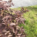 Svartyllir 'Black Beauty' - Sambucus nigra 'Black Beauty'