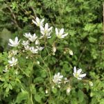 Dröfnusteinbrjótur - Saxifraga rotundifolia