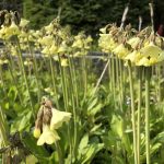 Kínalykill - Primula sikkimensis