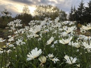 Prestabrá - Leucanthemum maximum - Image 2