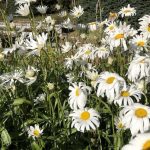 Prestabrá - Leucanthemum maximum