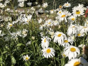 Prestabrá - Leucanthemum maximum