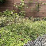 Rökkursteinbrjótur - Saxifraga cuneifolia