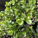 Baugavíðir 'Ljúfa' - Salix ovalifolia 'Ljúfa'