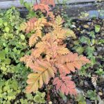 Gotareynir - Sorbus teodorii