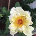 Rós 'Aicha' - Rosa 'Aicha'