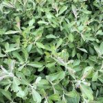 Sitkavíðir 'Þruma' - Salix sitchensis 'Þruma'