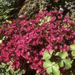 Steinahnoðri - Phedimus spurius