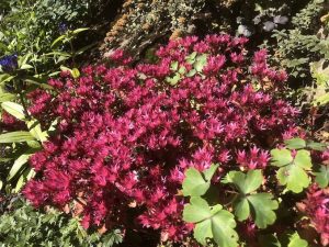 Steinahnoðri - Phedimus spurius