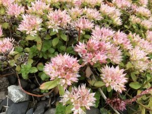 Steinahnoðri - Phedimus spurius - Image 2