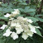 Dalahind 'Dóra' - Hydrangea aspera 'Dóra'