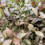 Klukkurunni 'Victoria' - Weigela 'Victoria'