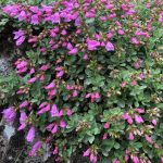 Rósagríma - Penstemon rupicola