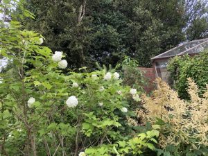 Snjóboltarunni/úlfarunni 'Pohjan Neito' - Viburnum opulus 'Pohjan Neito' - Image 2