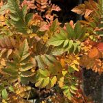 Strandreynir - Sorbus meinichii